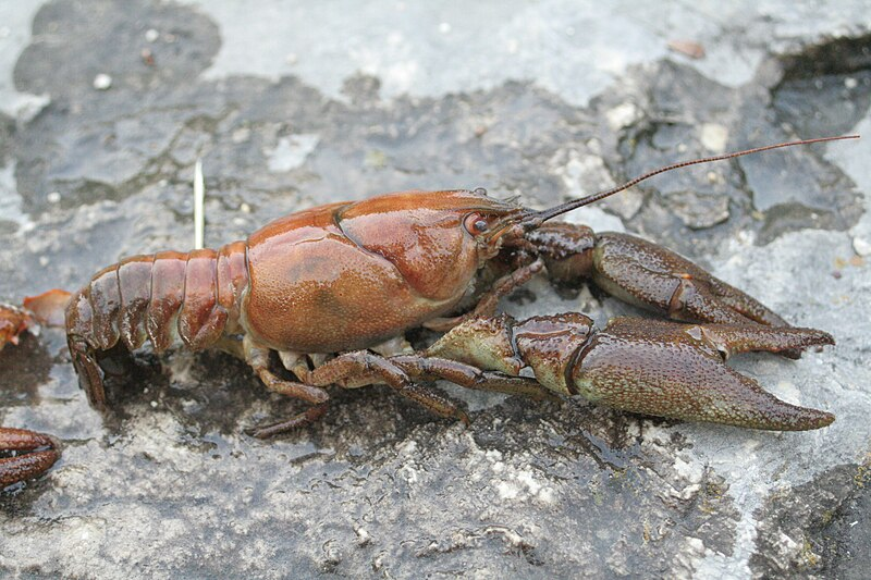 1. White-clawed crayfish/Atlantic stream crayfish, Astacidae