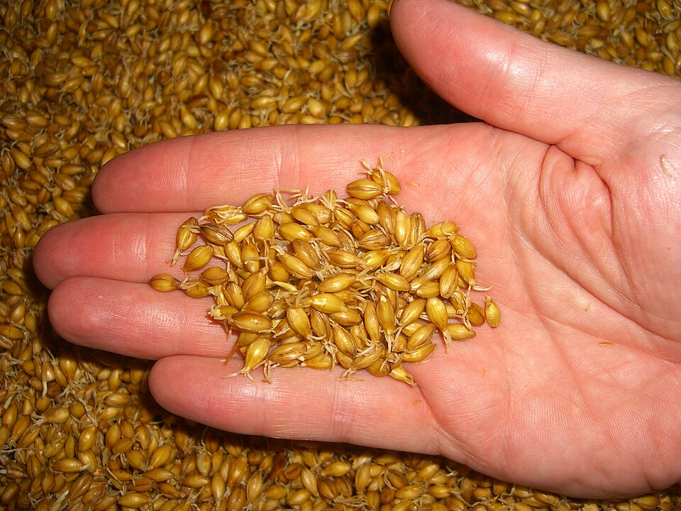1. Malted barley, Malt