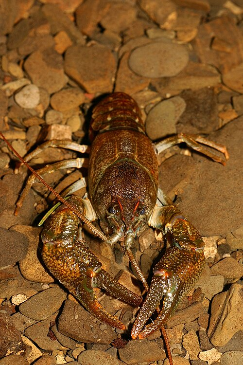 1. Stone crayfish, Austropotamobius