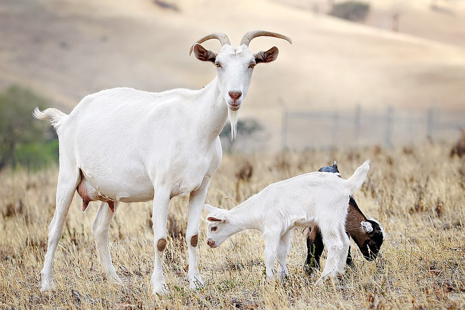 3. Goat family