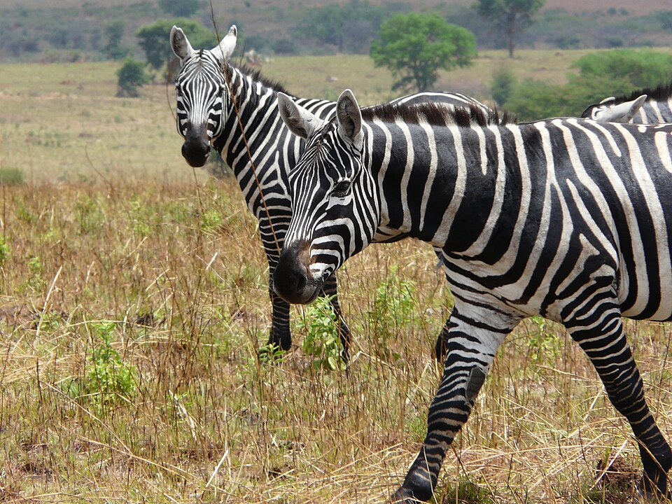 1. Zebras, Placentals