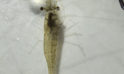 Caridea (Small or medium size shrimps)