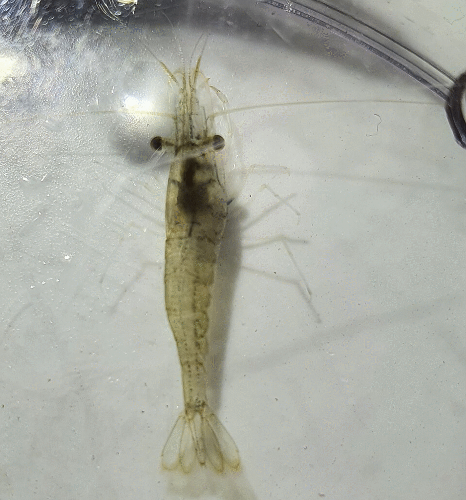 1. Common shrimp/brown shrimp/bay shrimp/sand shrimp, Caridea (Small or medium shrimps)