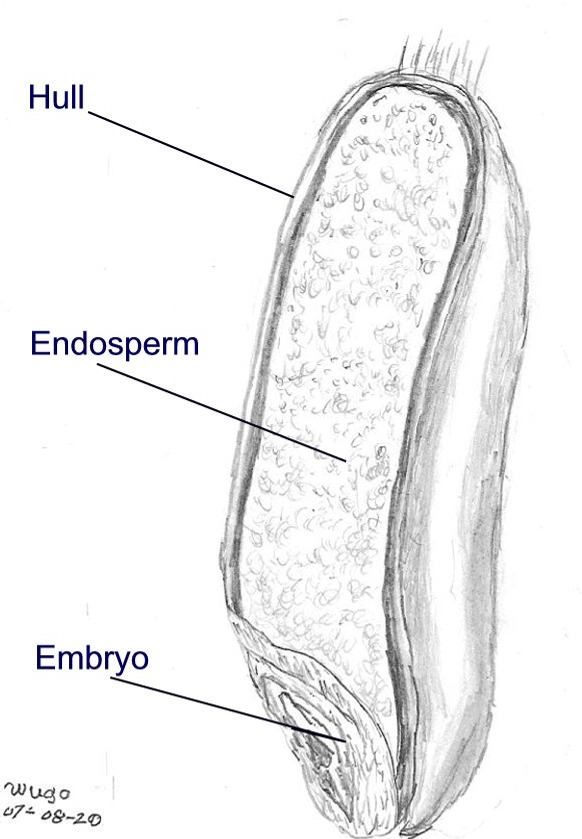 2. Main components of a wheat grain
