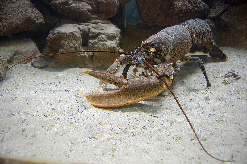 1. Adriatic lobster, Astacidea