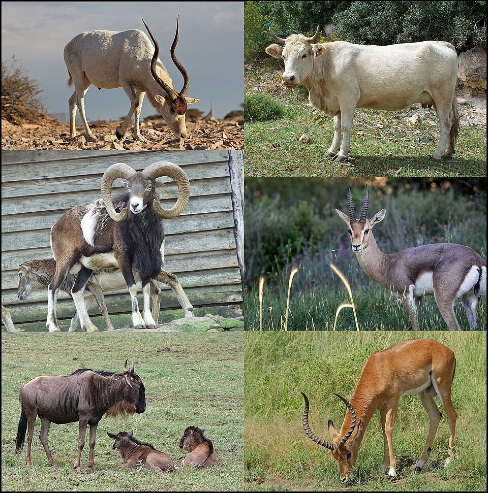Bovids