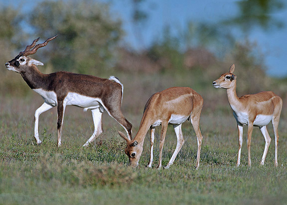 2. Blackbuck antilopes