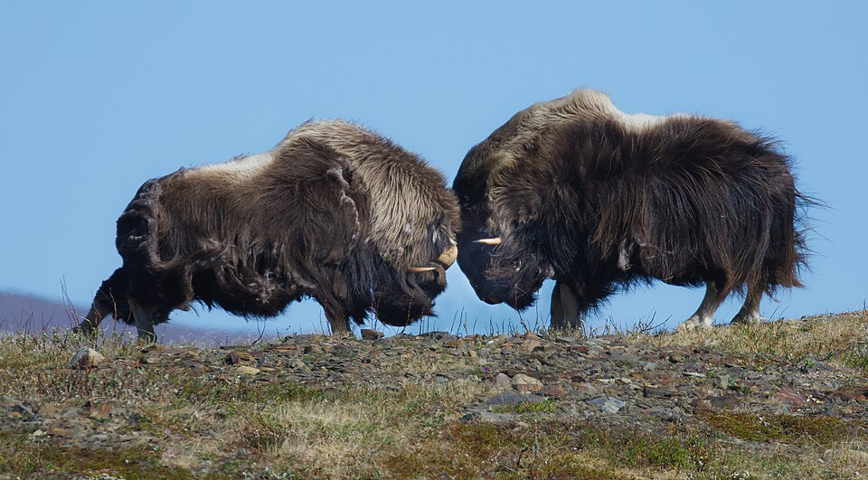 3. Musk ox