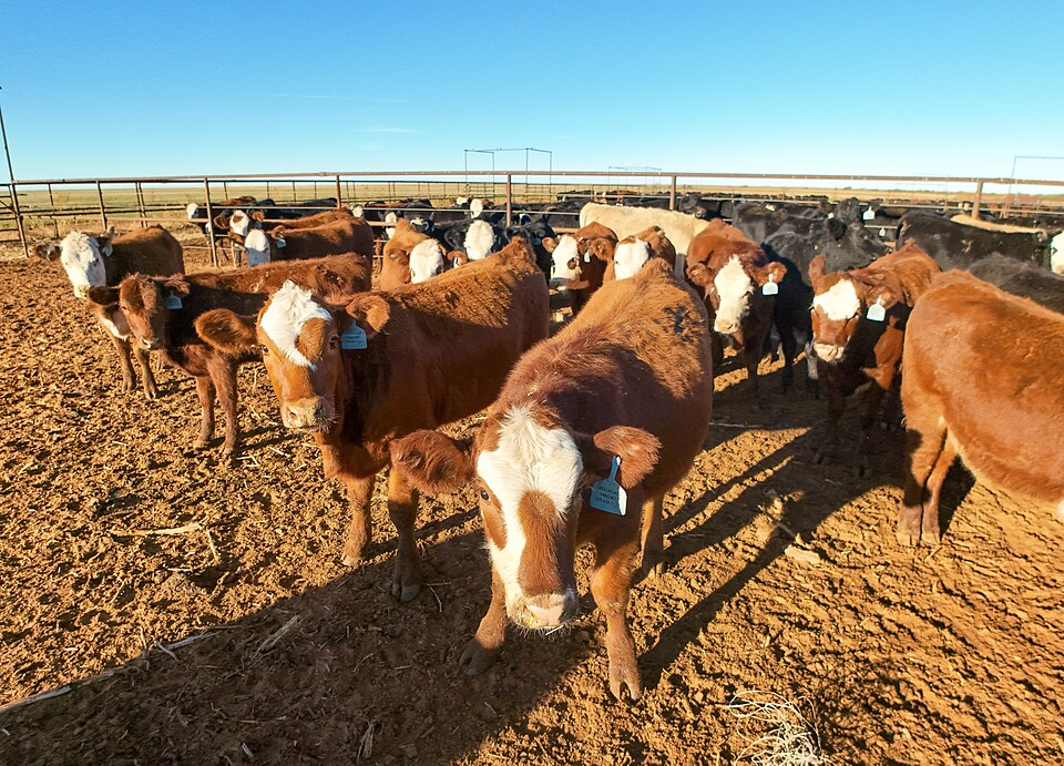 Cattle feedlot