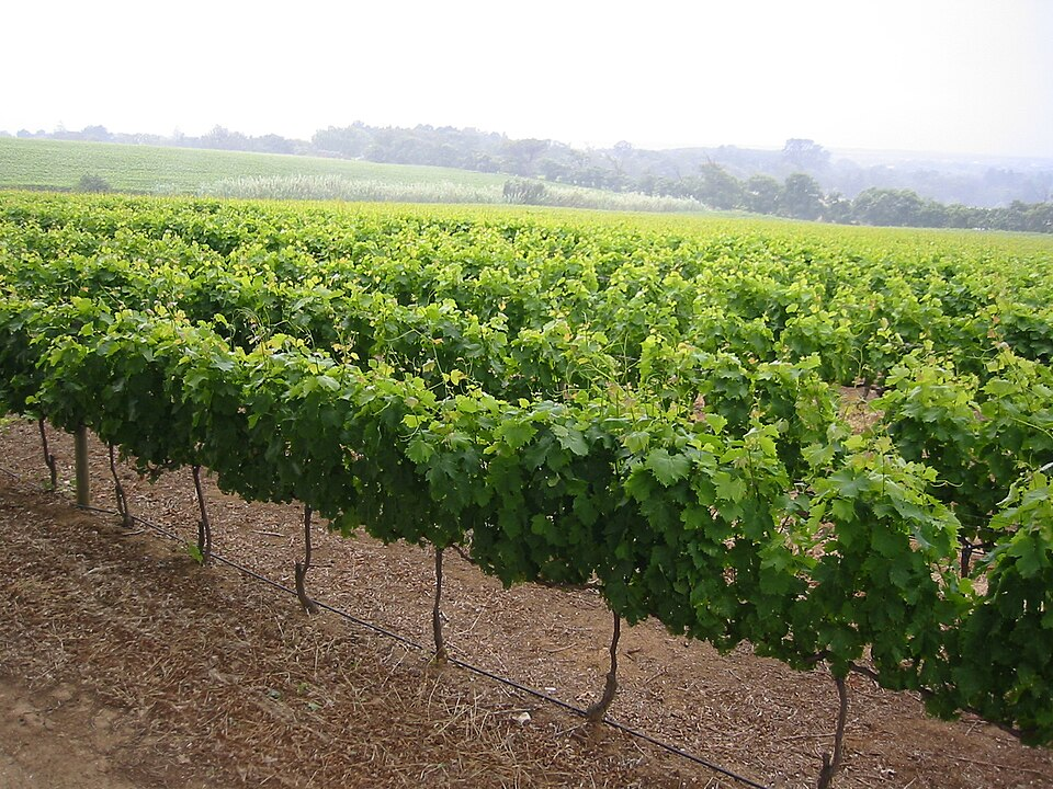 3. Vineyard