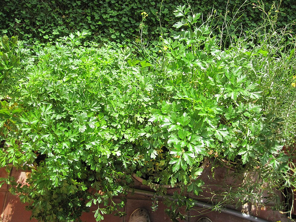 Parlsey (Campanulids)