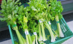 Celery