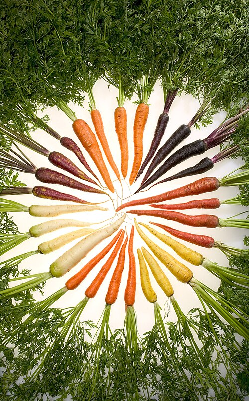 3. Carrots of many colors