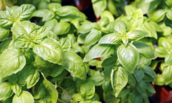 Sweet basil (Genovese basil)