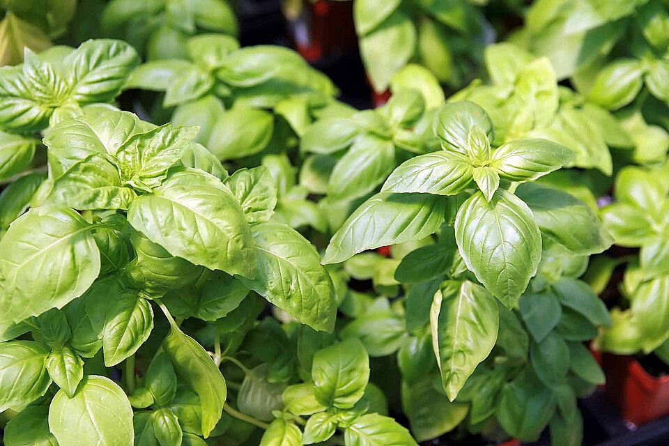 Basil, sweet basil