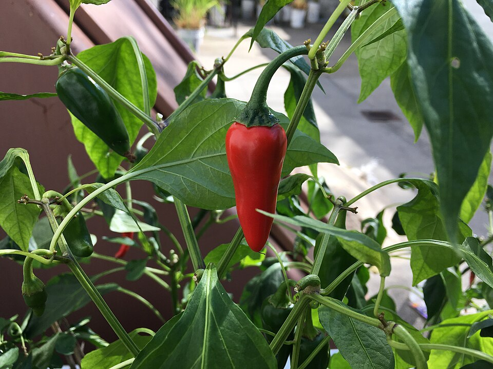 2. Cayenna pepper on his plant