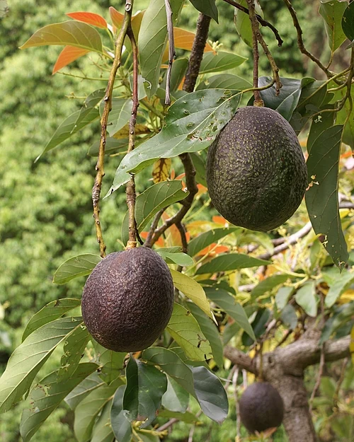 Avocados, Laurales