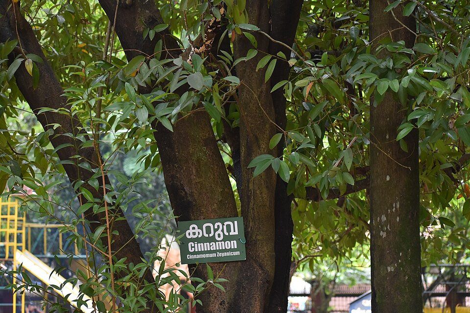 1. Cinnamon tree, Lauraceae