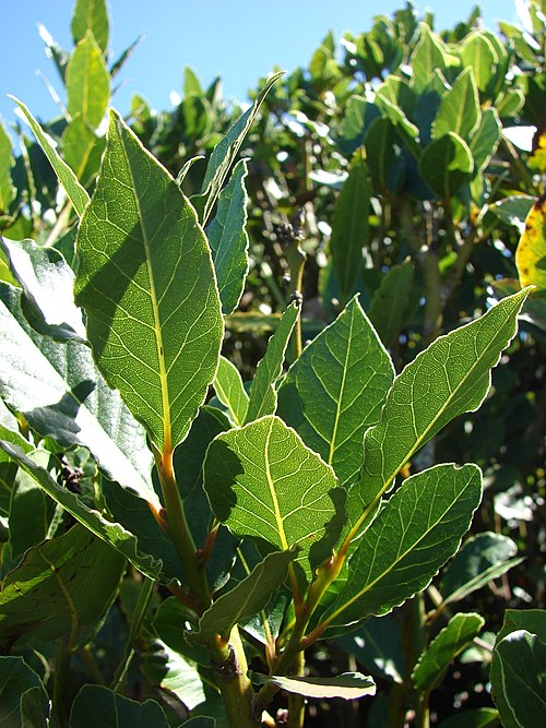 Bay laurel