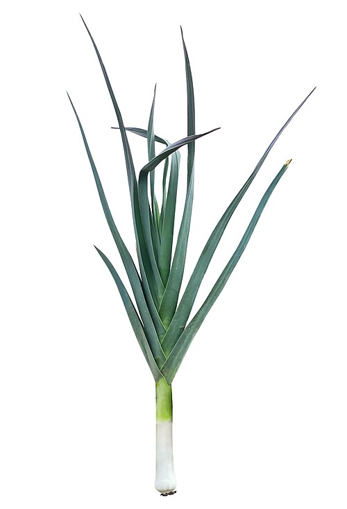 1. Leeks
