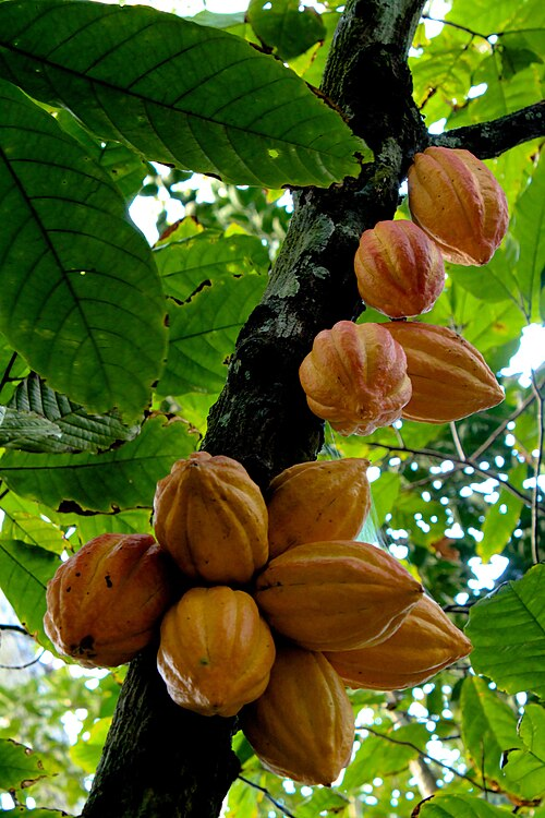 Cocoa tree, malvids (Eurosids II)