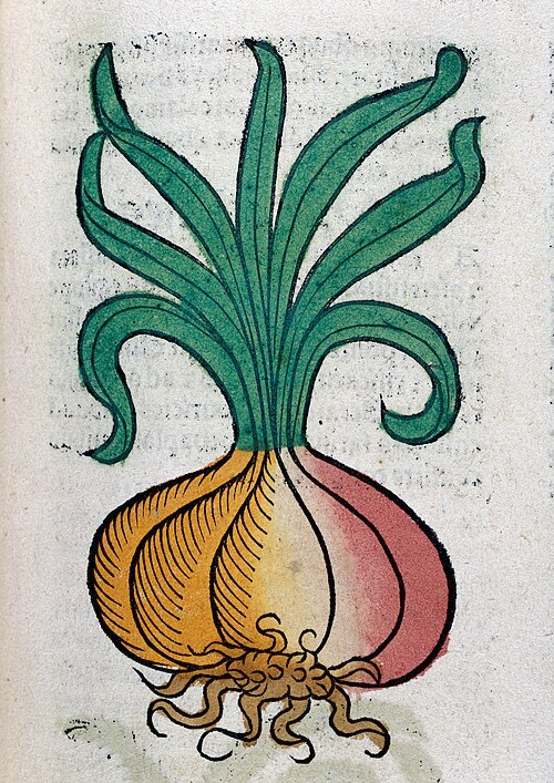 1. Onion illustration