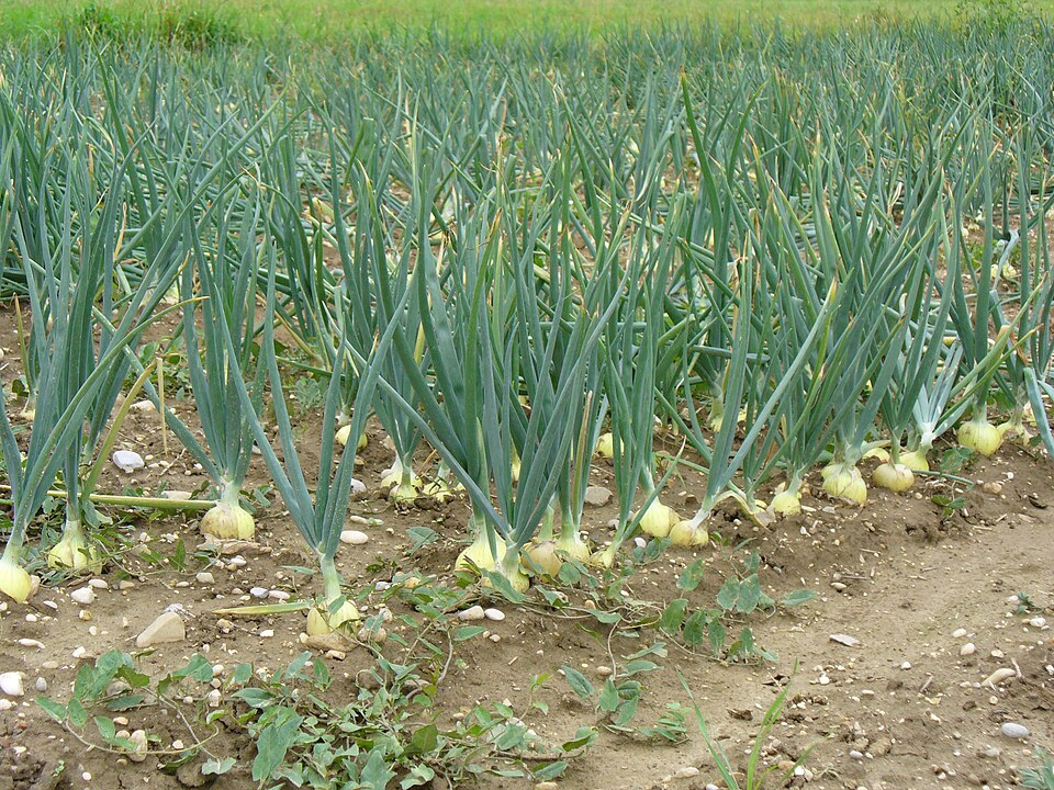1. Onion cultivation
