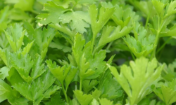 Flat-leaf parsley