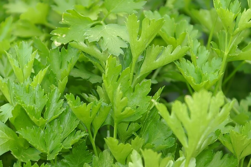 1. Parsley, Petroselinum crispum