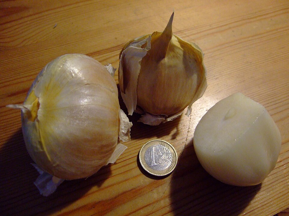Elepahnt garlic, Allium ampeloprasum