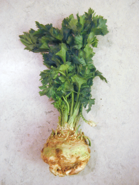 1. Celeriac, apium