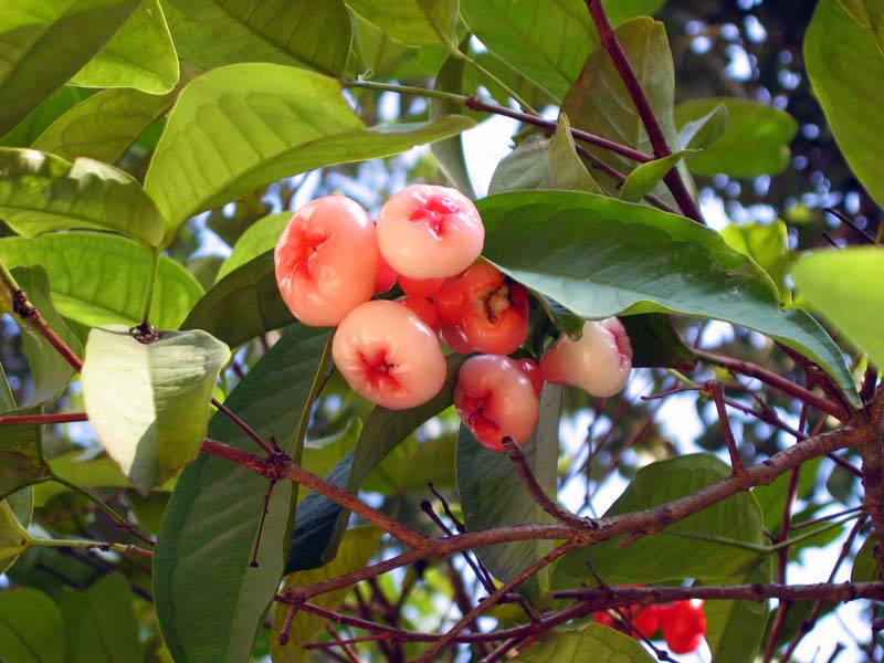 1. Water apples, Syzygium