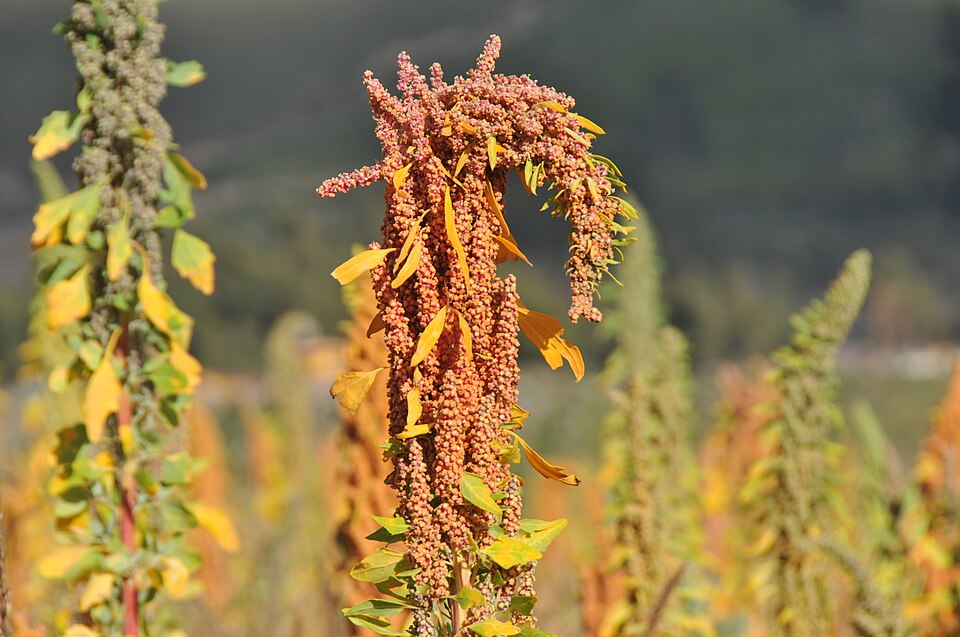 1. Quinoa plant, Amaranthaceae