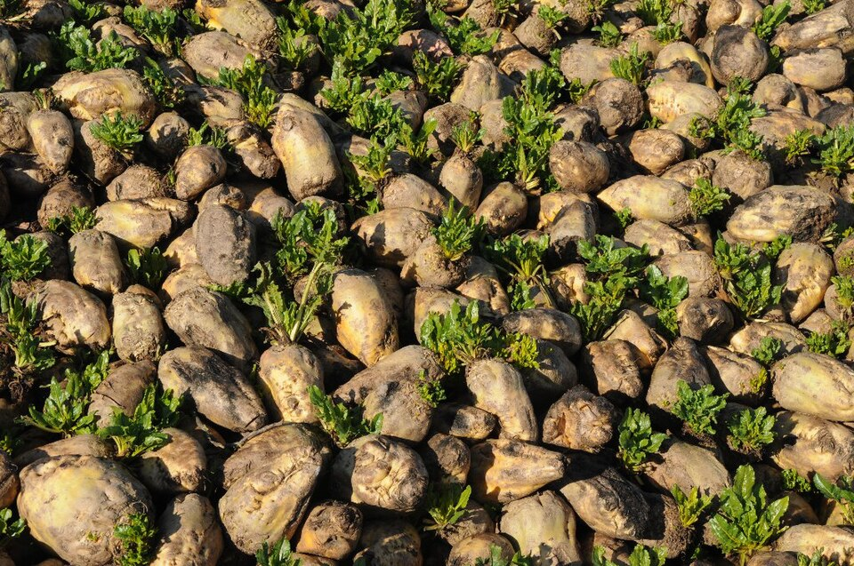 2. Sugar beets