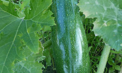 Zucchini (or courgettes)