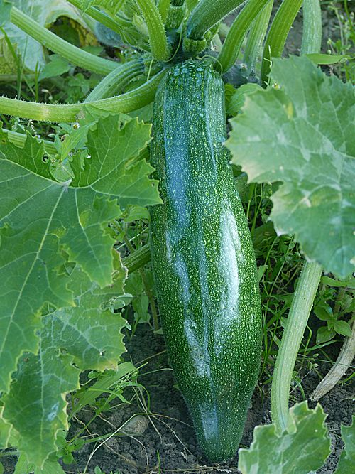 1. Zucchini (or courgettes)