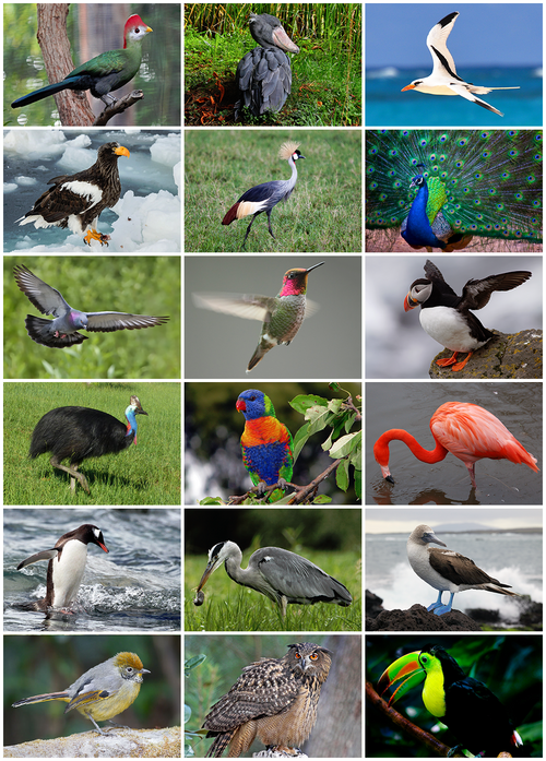 1. Birds (Aves)
