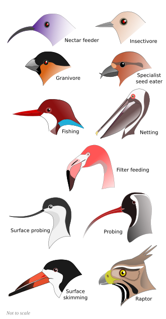 2. Bird beaks