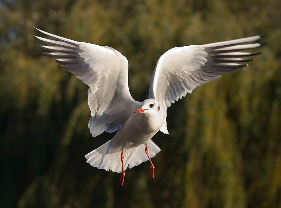 3. Black-headed gull