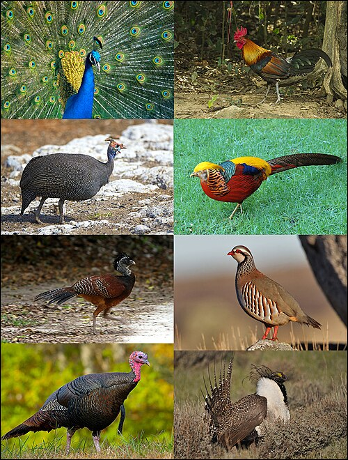 1. Galliforms (Galliformes)