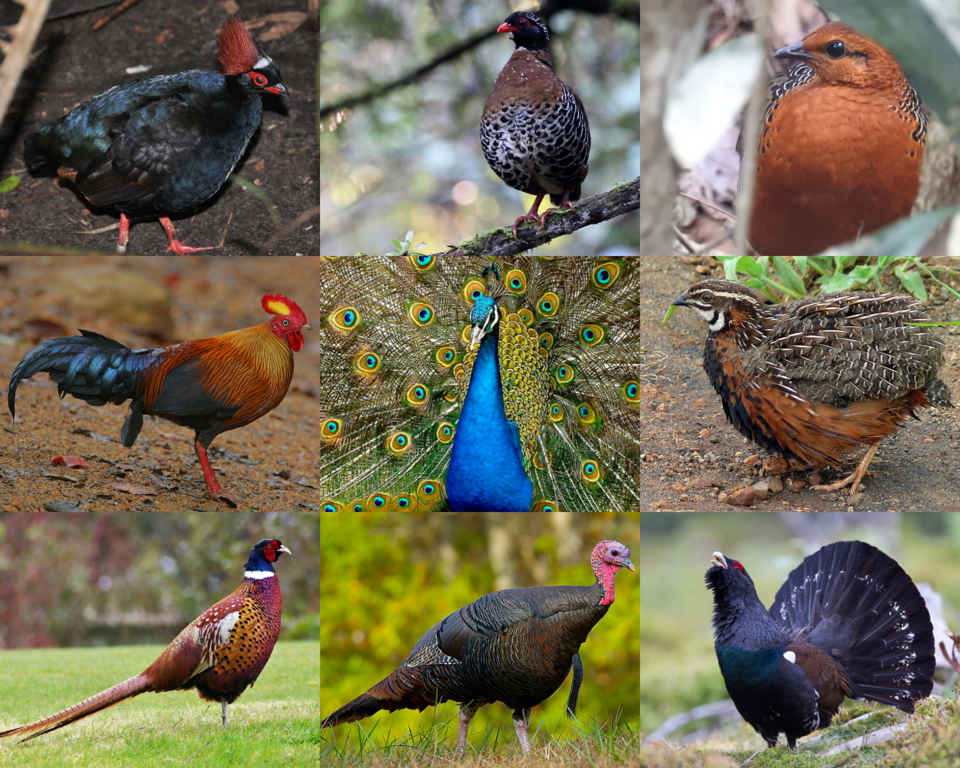 1. Phasianidae 