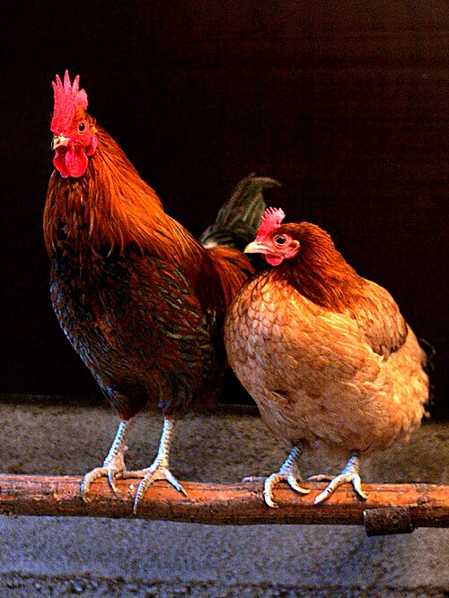 1. Domestic chickens