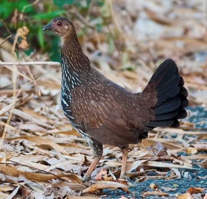 1. Grey junglefowl, Gallus