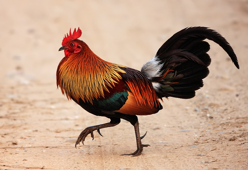 1. Red junglefowls, Gallus gallus