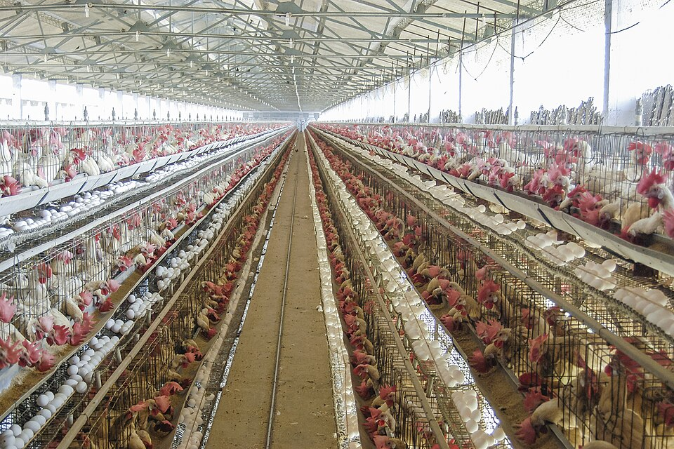 3. Chicken farm