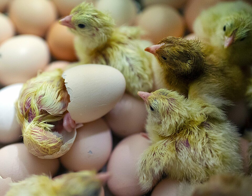 2. Hatched chicks