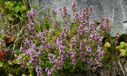 Common thyme