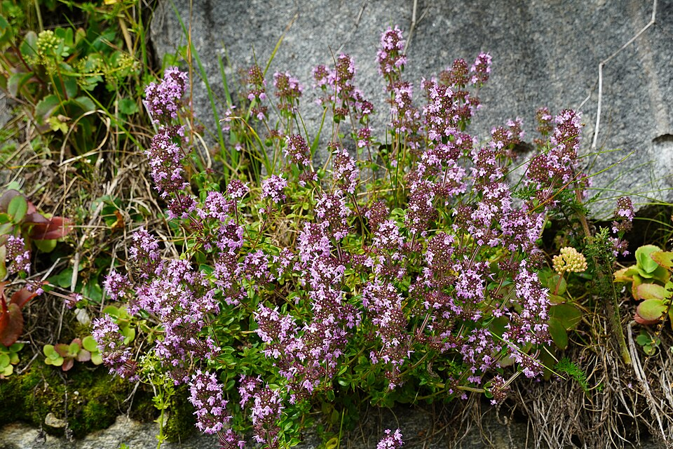 1. Common thyme