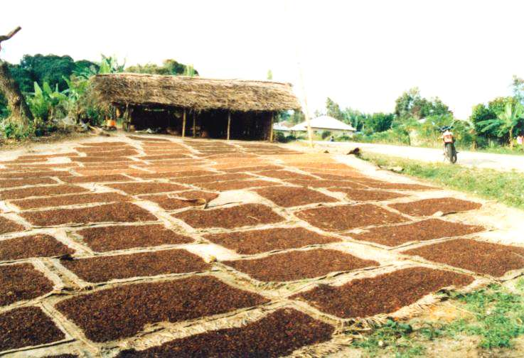 3. Cloves drying in the sun