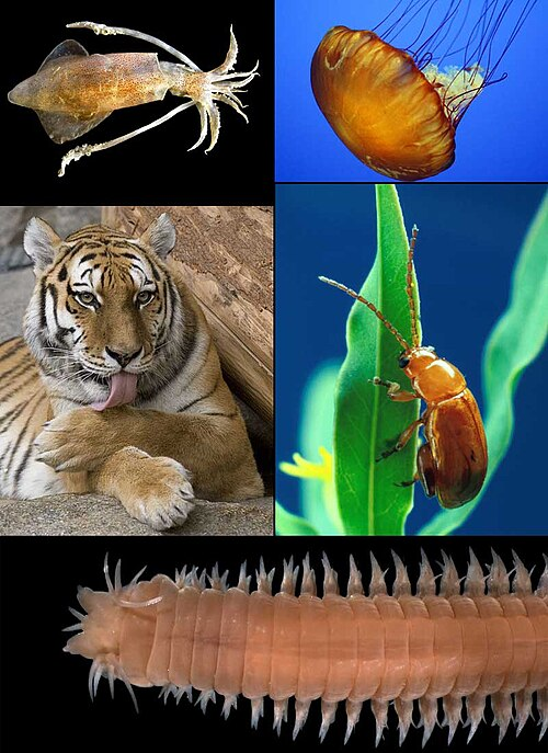 1. Animals (Animalia)